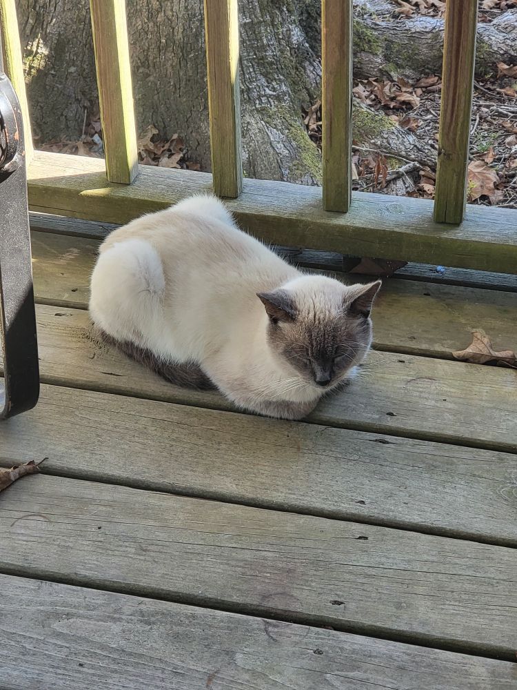 A cream-colored cat with dark grey markings on his face, ears, tail, and legs laying down in a loaf position with his front legs tucked under his chest while facing the camera with his eyes closed. He is laying on a wooden porch
