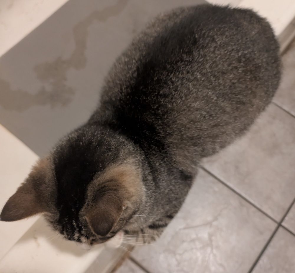 A brown tabby cat laying on the side of a bath tub