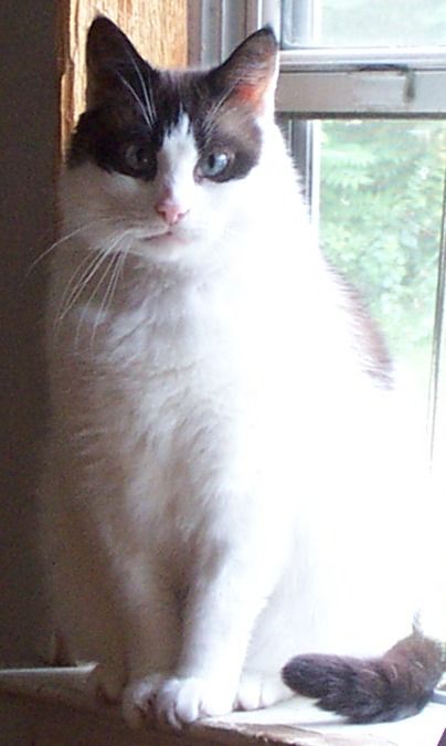 A large blue-eyed housecat, mostly creamy white, with a dark brown tail and a brown raccoon-like face mask, sits on a windowsill with greenery visible through the open window to his left. He is staring at the camera, looking thoroughly unimpressed.