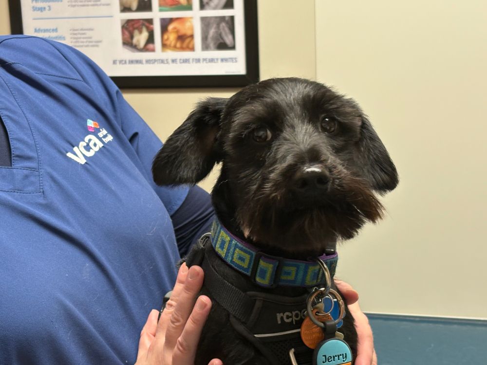 Jerry, an almost all black miniature schnauzer, at the vet. #3 of 3...