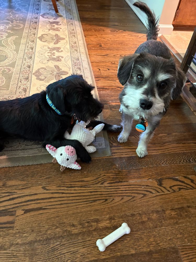 Jerry, an all-black miniature schnauzer, except for a touch of white on his chest and left paw, with a new toy, and standing, next to him, looking at the camera, is Benny, a salt-and-pepper miniature schnauzer, who is looking, wide-eyed, at the camera.