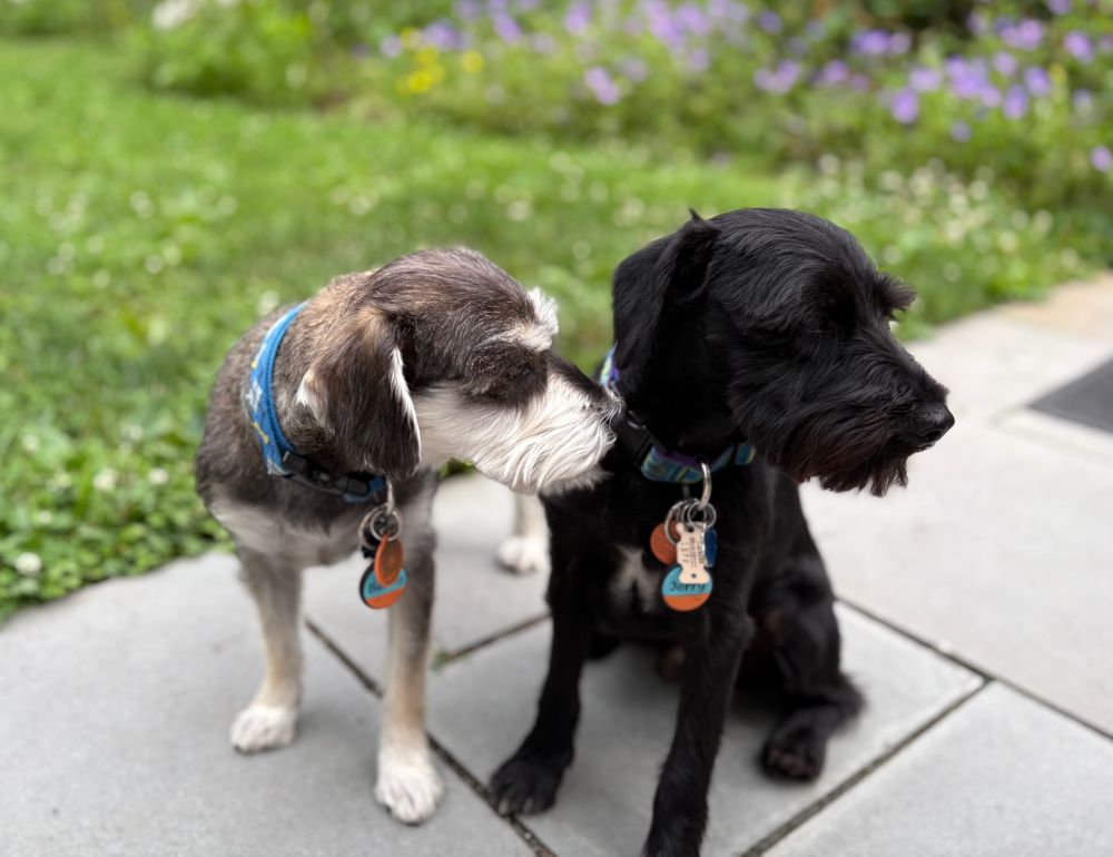 Benny and Jerry, two miniature schnauzers, standing side by side; Benny on the photo left, salt-and-pepper with touches of brown, and Jerry on the right, all black with touches of white. They are both  have their heads turned, looking to their left, for Won't Look Wednesday!