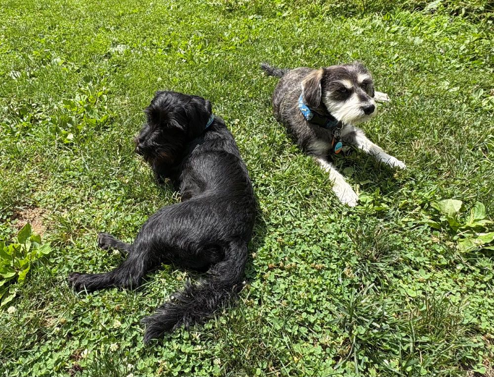 Benny and Jerry, two miniature schnauzers a little over two years old -- Jerry's almost all black and Benny's salt-and-pepper. They're laying in the grass, heads up looking at me taking the picture, both side-eyeing the camera.