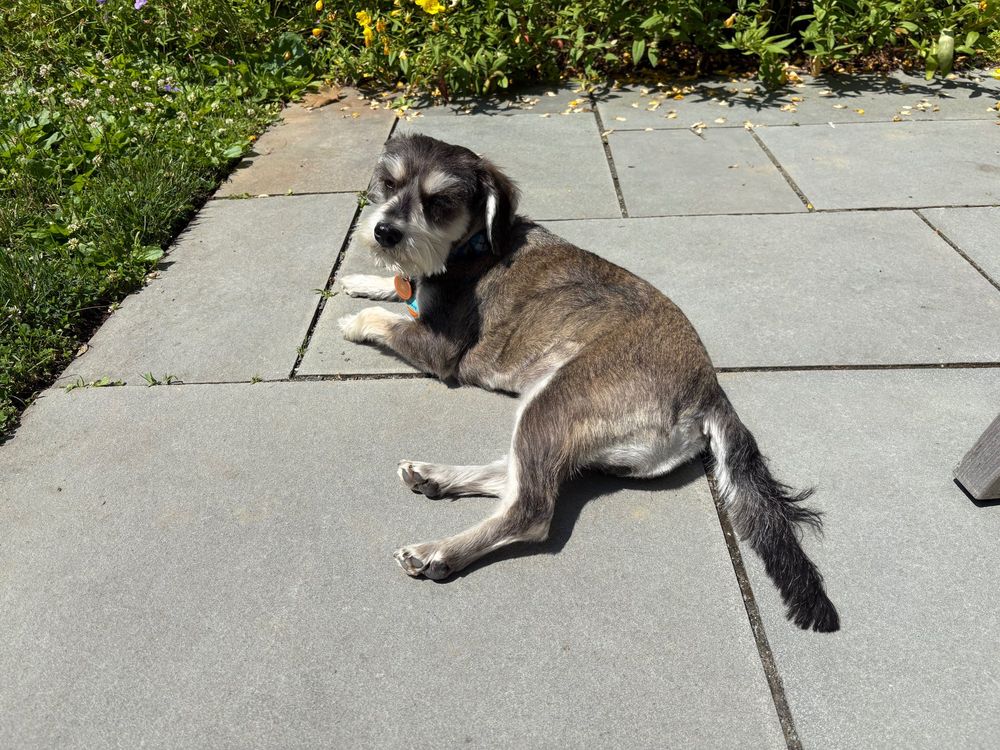 Benny, a salt and pepper miniature schnauzer, lazing in the corner of the patio, looking vaguely at the camera, squinting in the sun.