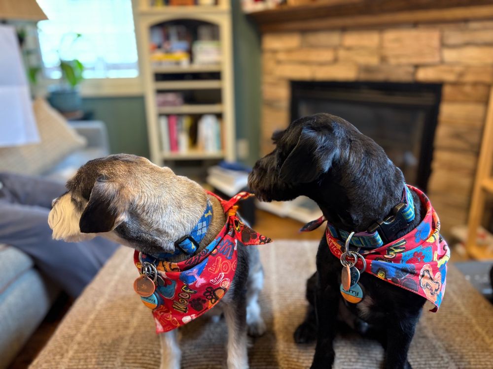Benny and Jerry, two miniature schnauzers, standing side by side; Benny on the photo left, salt-and-pepper with touches of brown, and Jerry on the right, all black with touches of white. They are both wearing bandanas and have their heads turned, looking to their right, for Won't Look Wednesday!