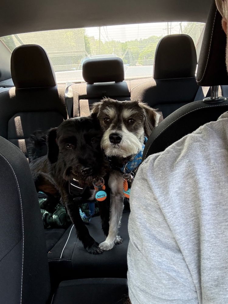 Jerry on photo left, an almost-all-black miniature schnauzer, and Benny on photo right, a salt-and-pepper miniature schnauzer, in the car on the way to the vet and not looking too thrilled about it.