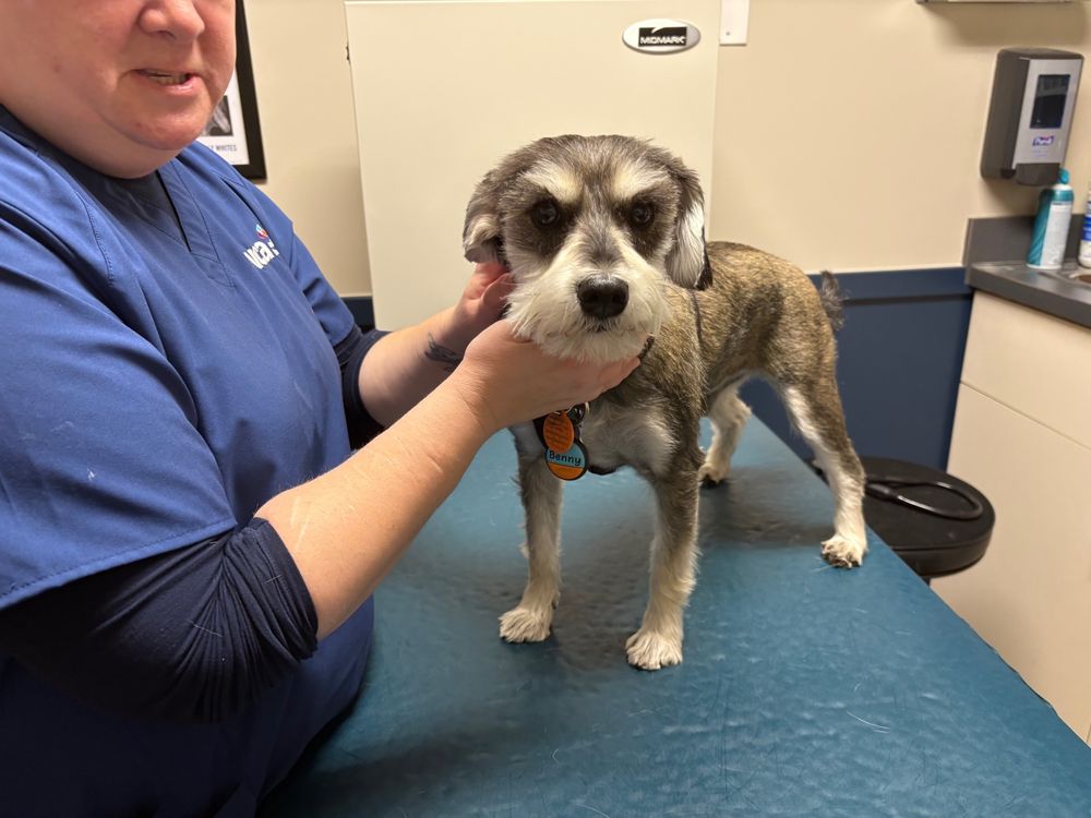 Benny, a salt and pepper miniature schnauzer, on the vet' exam table, being held by a very kind and patient vet tech.