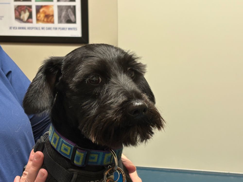 Jerry, an almost all black miniature schnauzer, at the vet. #2 of 3...