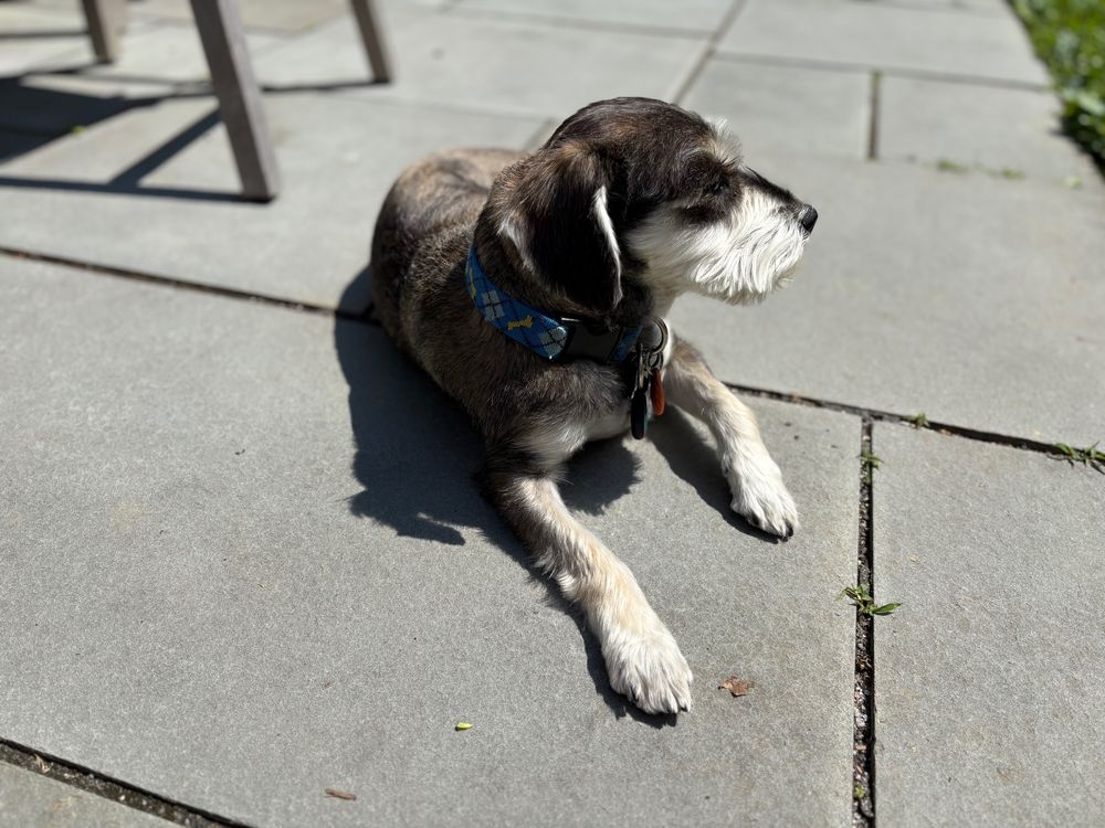 Benny, a salt-and-pepper miniature schnauzer, celebrating Won't Look Wednesday by, well, by not looking! His head is turned to his left, as he sits on the patio.