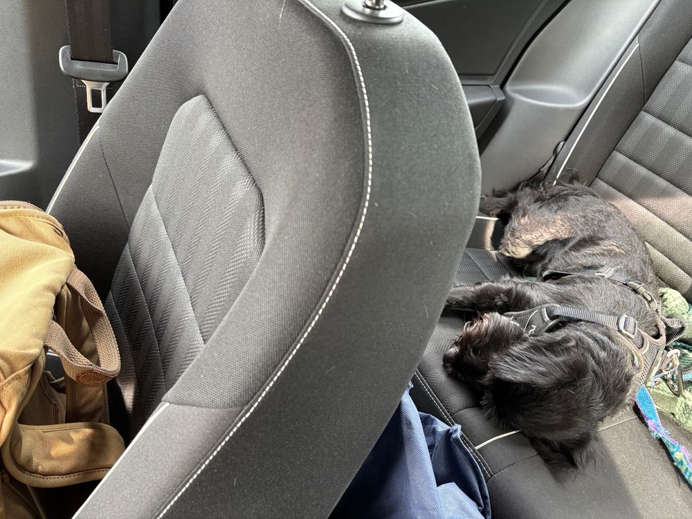 Jerry, a black 2-year-old miniature schnauzer, asleep in the back seat on the way home from an exhausting day, playing with his brother Benny and other small dogs, at doggy day care.