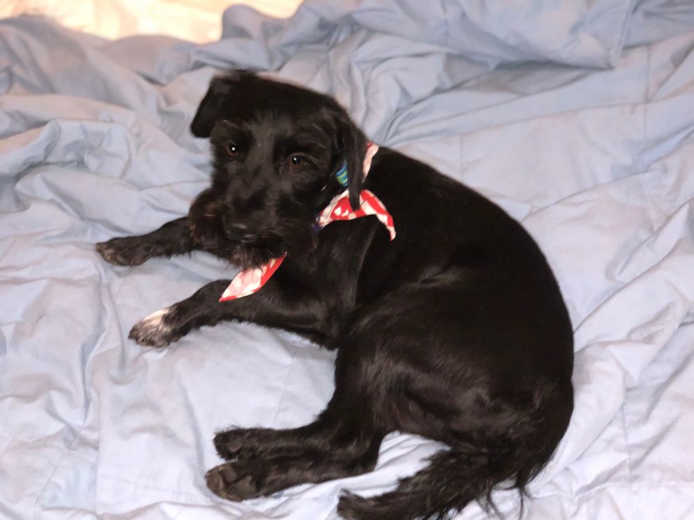 Jerry, an all black miniature schnauzer except for touches of white, here showing on his front left paw, stirring from his slumber on a blue blanket.