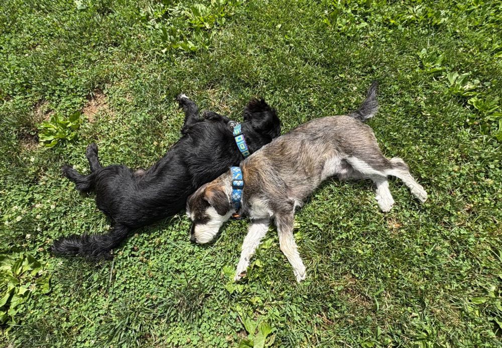 Benny and Jerry, two miniature schnauzers a little over two years old -- Jerry's almost all black and Benny's salt-and-pepper. They're laying in the sunny late morning grass, back-to-back laying right up next to each other.