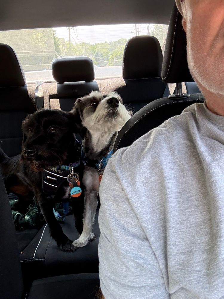 
Jerry on photo left, an almost-all-black miniature schnauzer, and Benny on photo right looking up at me, the driver; he's a salt-and-pepper miniature schnauzer. They're in the car on the way to the vet and not looking too thrilled about it.