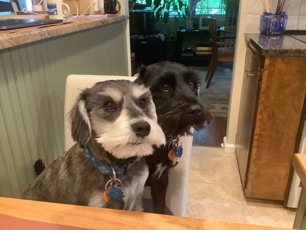 Benny (a salt-and-pepper miniature schnauzer with brunette highlights) and Jerry (an all-black, except for a white left paw and a patch of white on his chest, miniature schnauzer), sitting on a white kitchen chair looking past the right shoulder of the photographer. It’s as if they’re sitting at the kitchen table, which is visible at bottom.