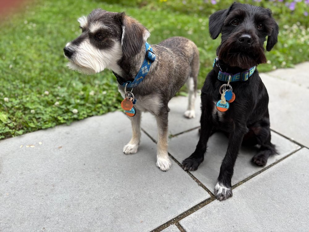 Benny and Jerry, two miniatures schnauzers, one looking straight ahead, one looking over the should of the photographer.