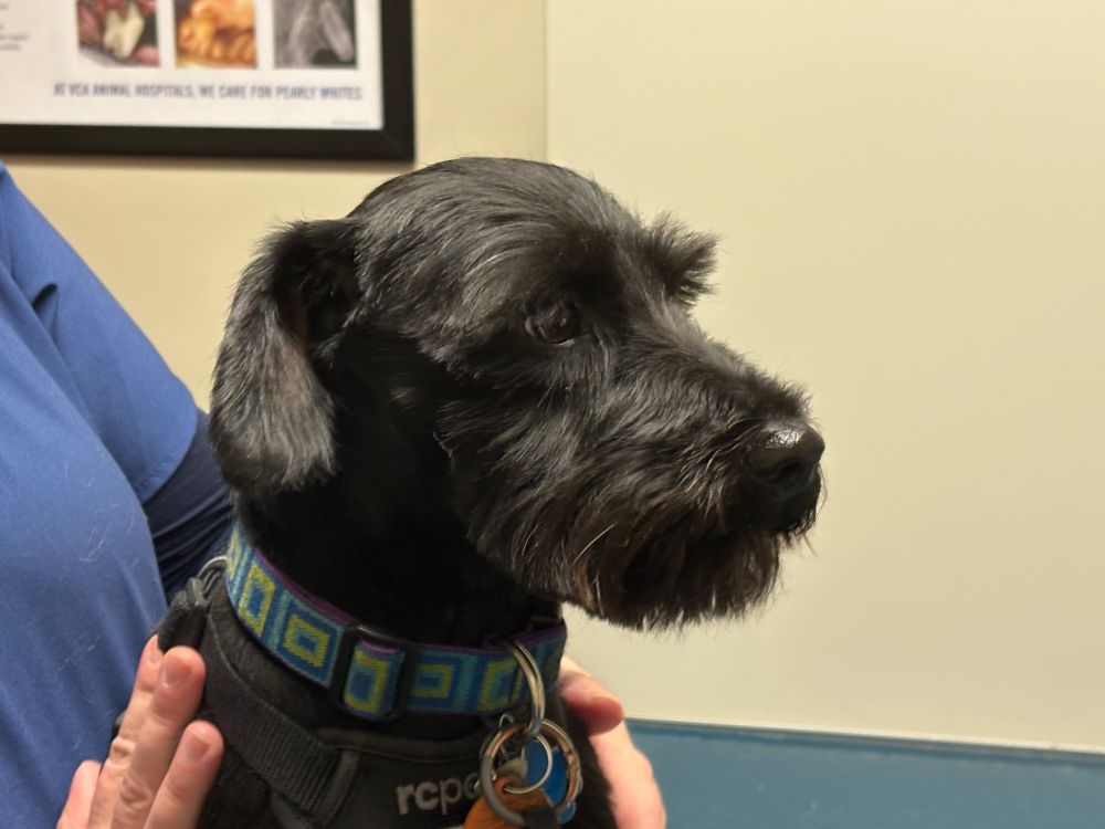 Jerry, an almost all black miniature schnauzer, at the vet. #1 of 3...
