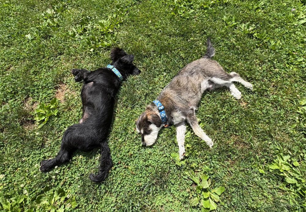 Benny and Jerry, two miniature schnauzers a little over two years old -- Jerry's almost all black and Benny's salt-and-pepper. They're laying in the sunny late morning grass, back-to-back laying about a foot apart.