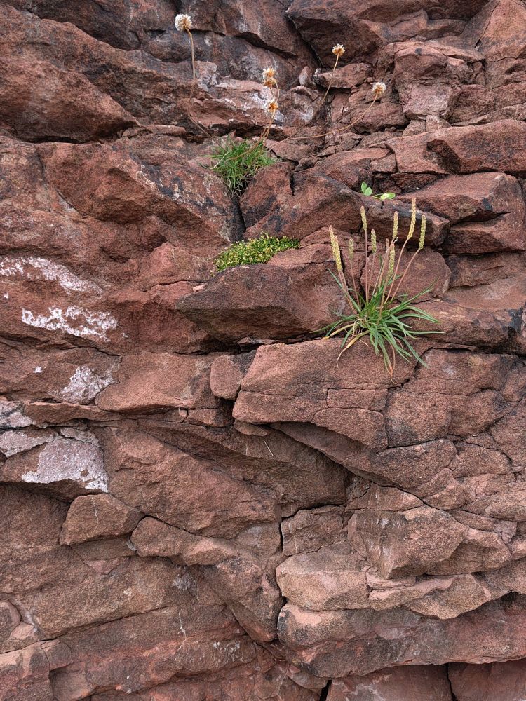 Cliff wall with three plant species on different ledges. A nice illustration of separate niches
