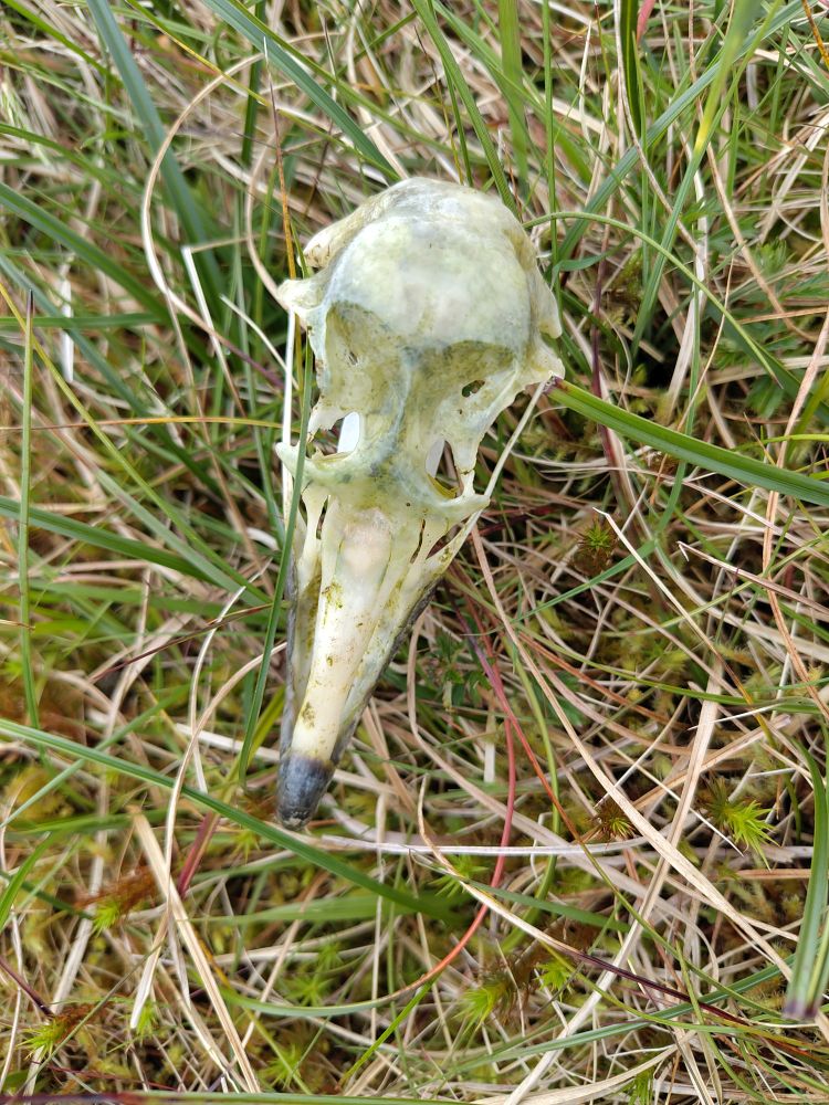 A great skua skull in the grass on Skúvoy 