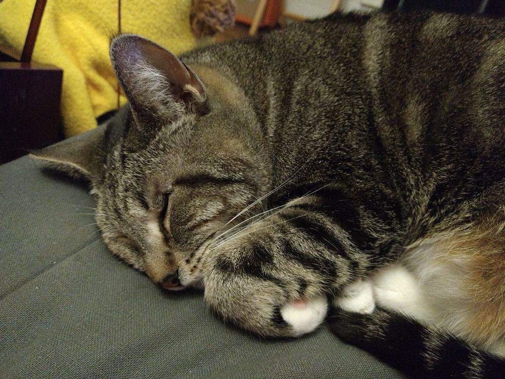 Photograph of a brown and white tabby cat sleeping peacefully on a couch.