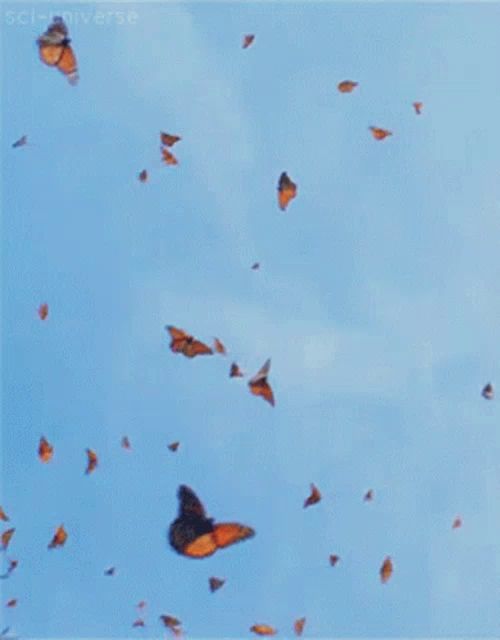 a flock of butterflies flying in a blue sky with sci-fiwise written on the bottom