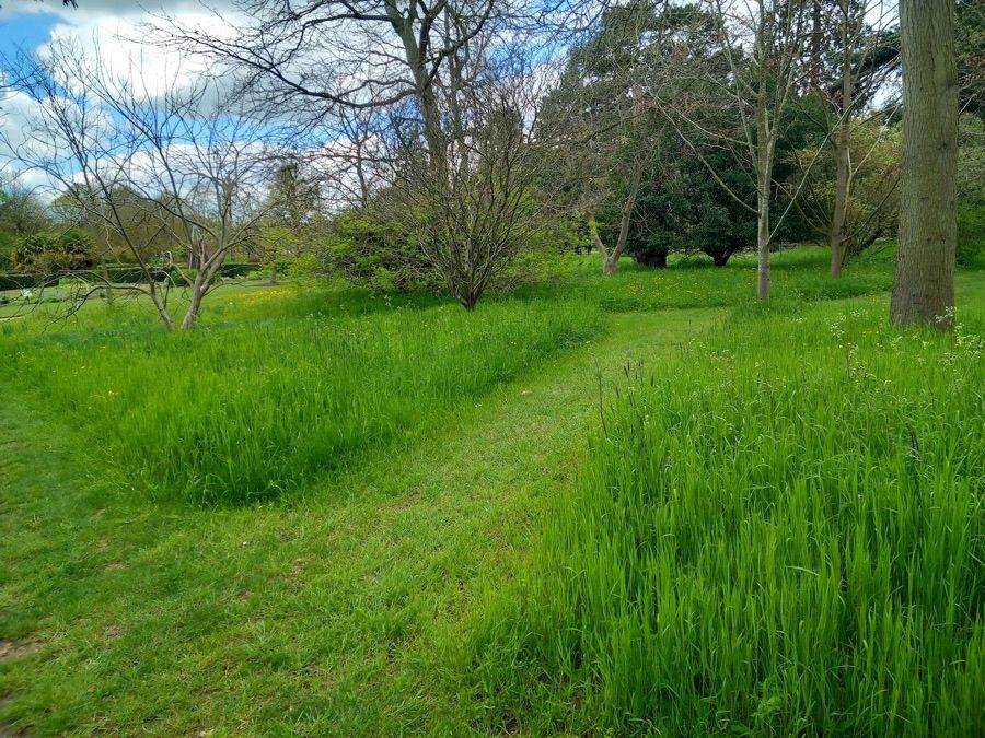 Long grass with paths of short grass mown through it