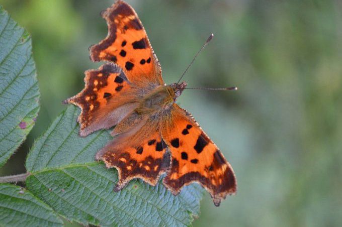 Orange and brown-coloured Comma butterfly on green bramble leaf