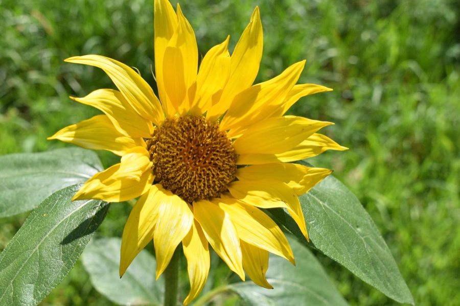 Yellow sunflower