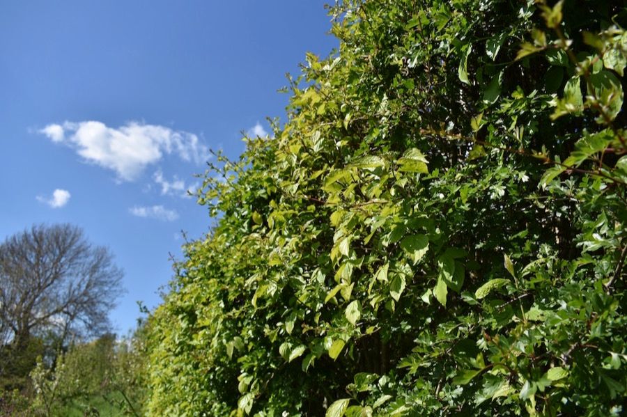 Green hedge against blue sky