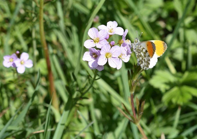 Orange tip butterfly on pale pink cuckooflower, growing in long green grass 