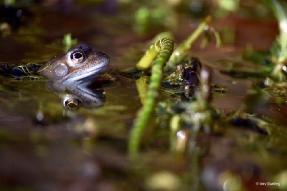 Frog on the surface of a pond, with its face reflected on the water