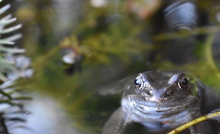 Frog in a pond