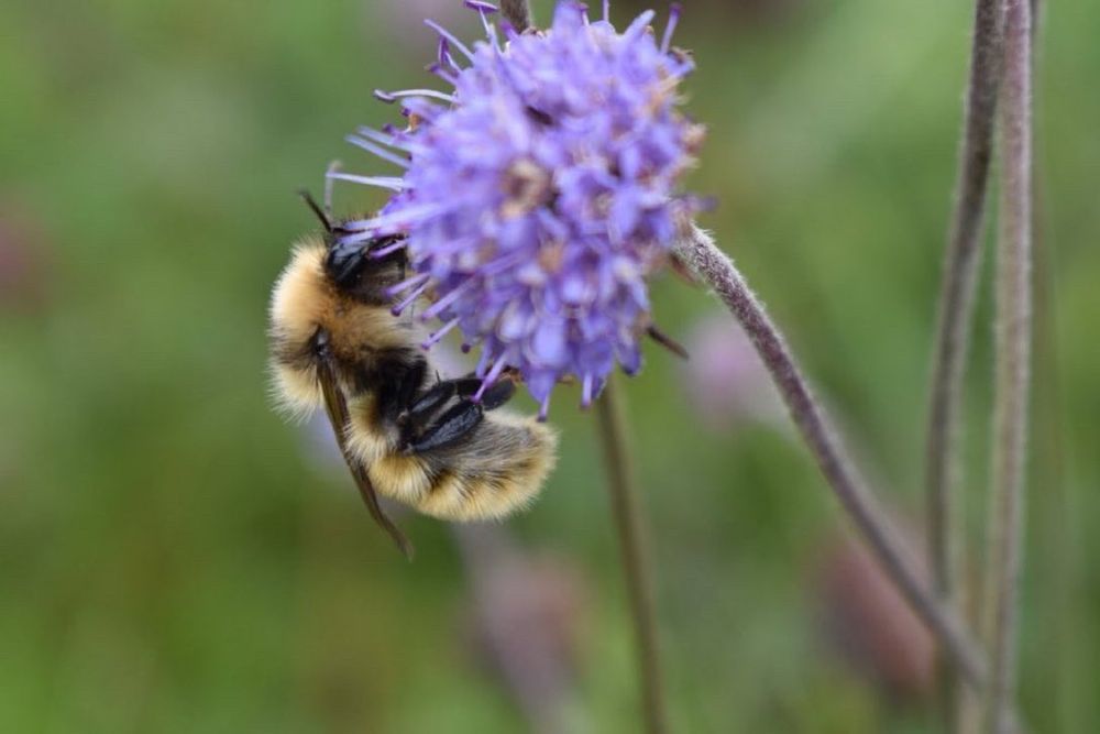 Bumblebee on purple wildflower