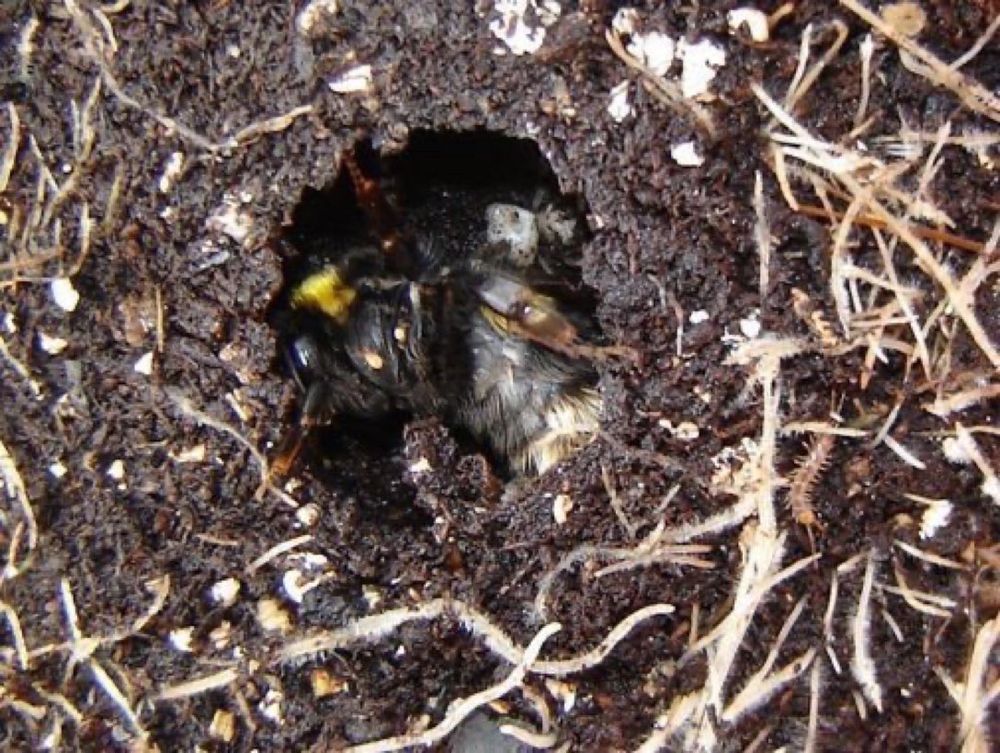Hibernating bumblebee uncovered in soil