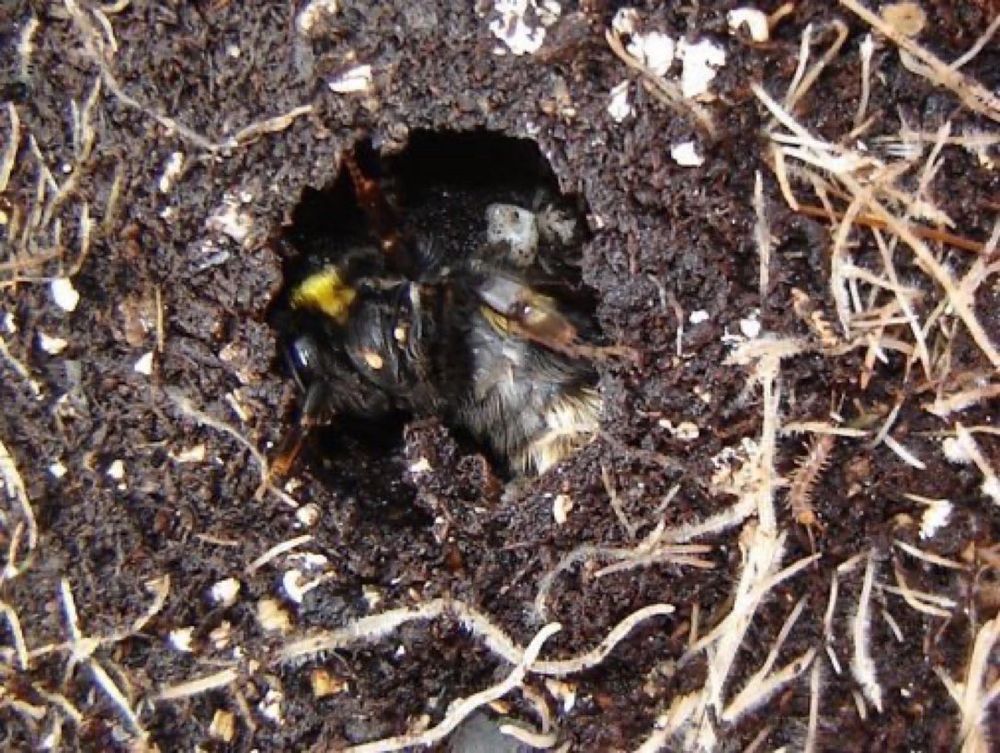 Hibernating bumblebee uncovered in soil