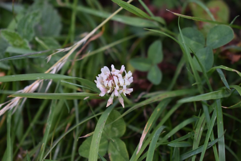 White clover flower growing amongst long grass