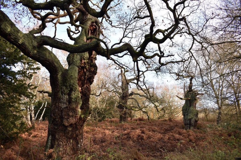 Old oak tree with twisted branches in autumn woodland of ancient oaks