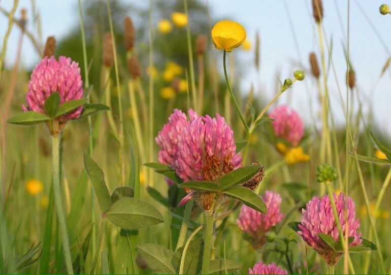 Red clover, buttercups and long grass in a wildflower meadow