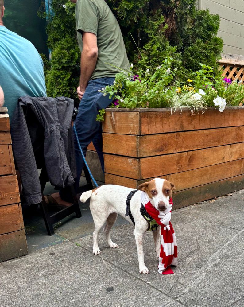 A terrier dog standing on a pub outdoor space wearing a scarf of red and white stripes.