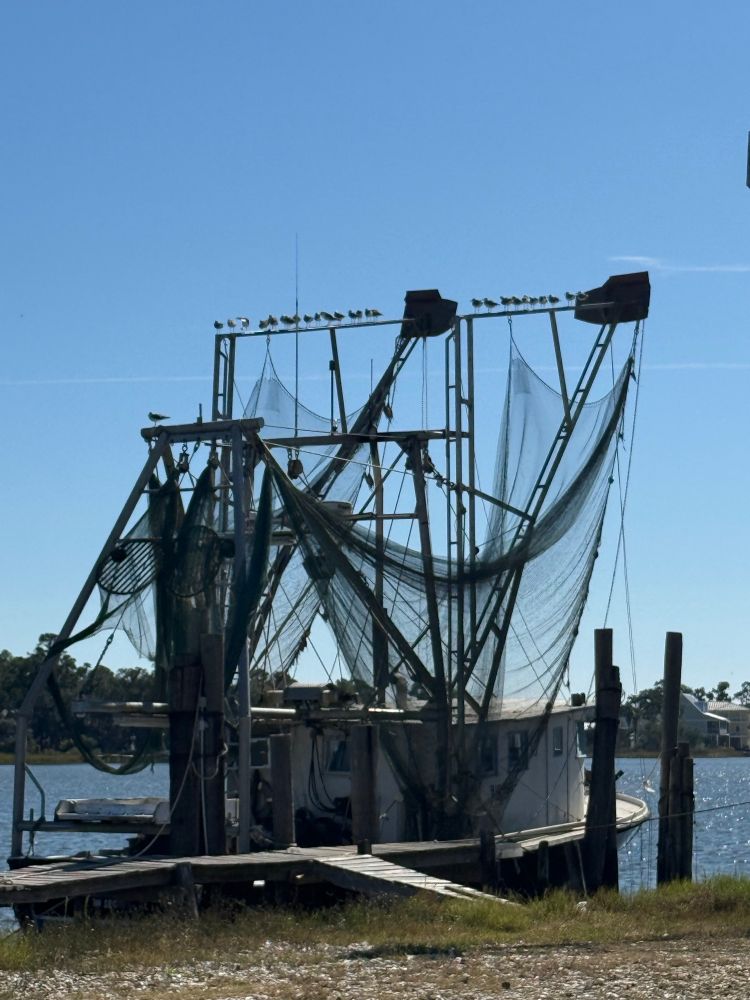 Shrimp boat docked on bon secour river. nets and gulls 