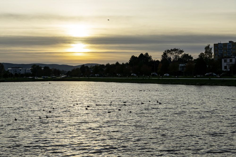Dawn over a lake, there's at least a dozen of ducks swimming in it