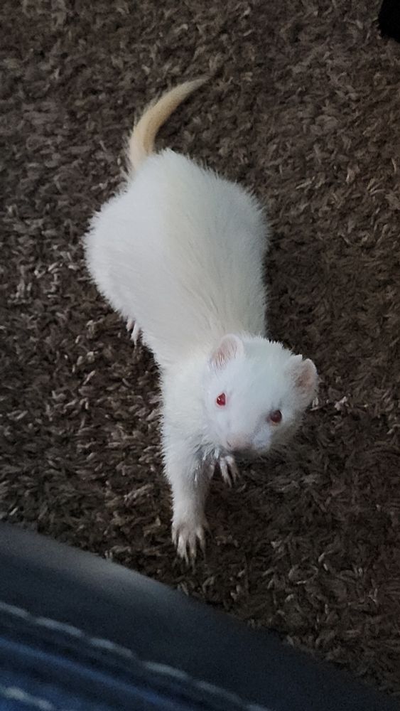 An albino ferret looking up