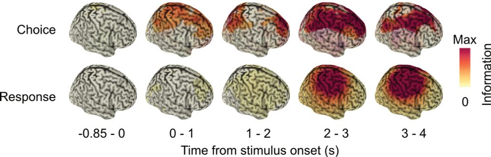 Several plots showing the distribution of neural information about abstract choices and motor actions across the human brain.