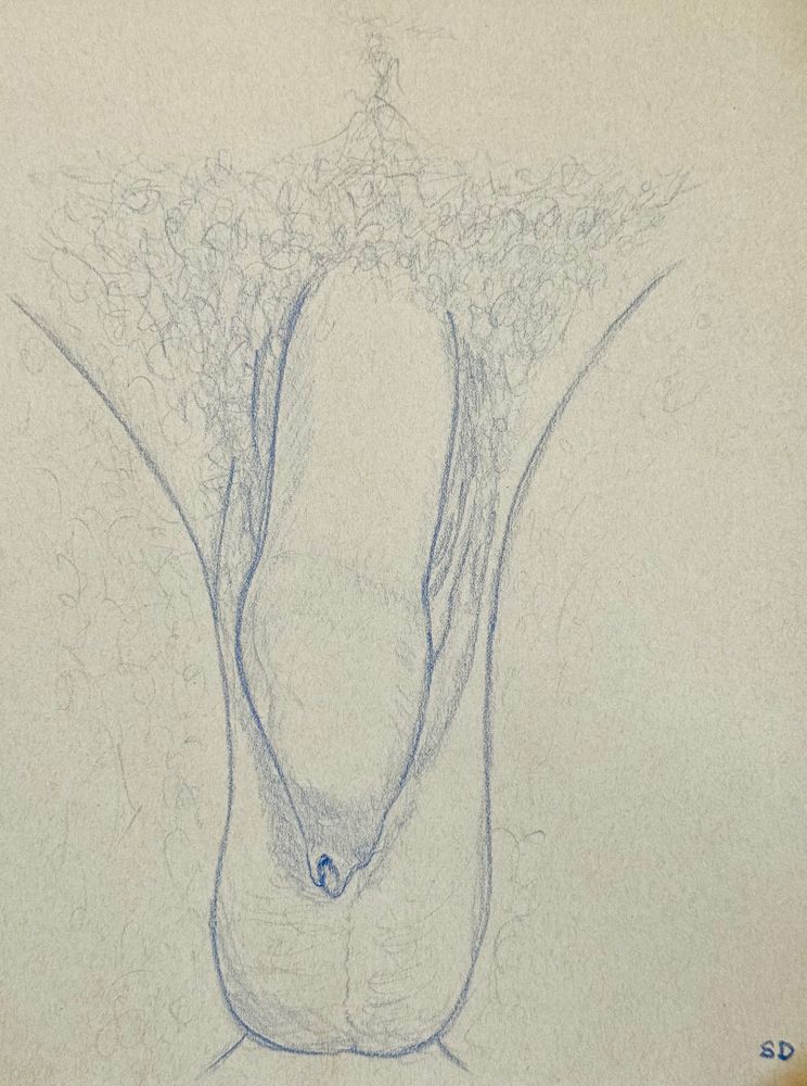 An anatomical sketch of an uncircumcised soft penis and scrotum surrounded by light body hair