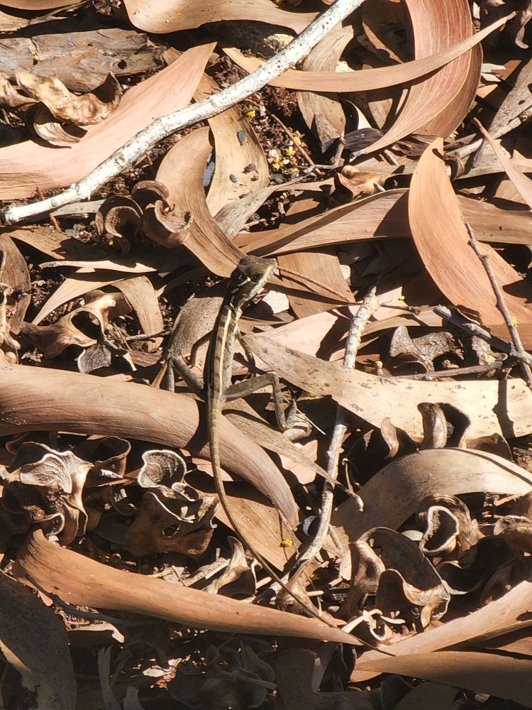 Long legged fuck among leaves