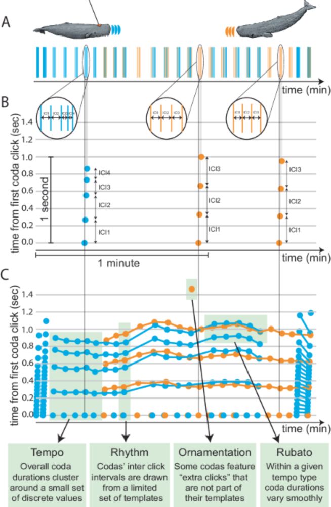 Contextual and combinatorial structure in sperm whale vocalisations - Nature Communications