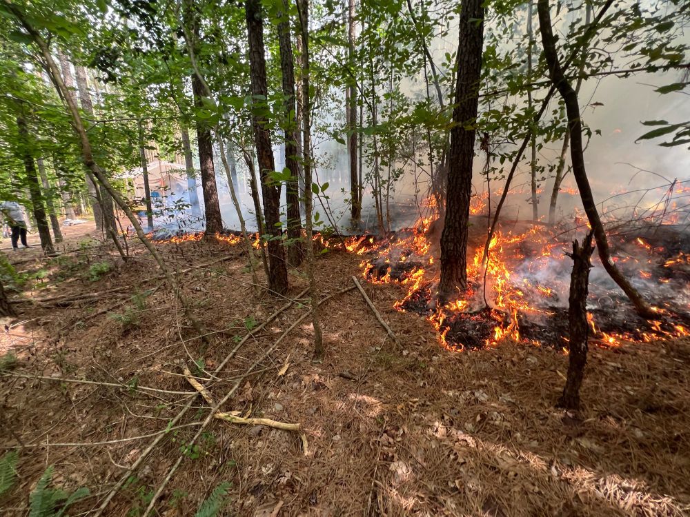A scrappy young pine forest, the forest floor is on fire on the right hand side. Downed saplings and pine needles and ferns on the left. 