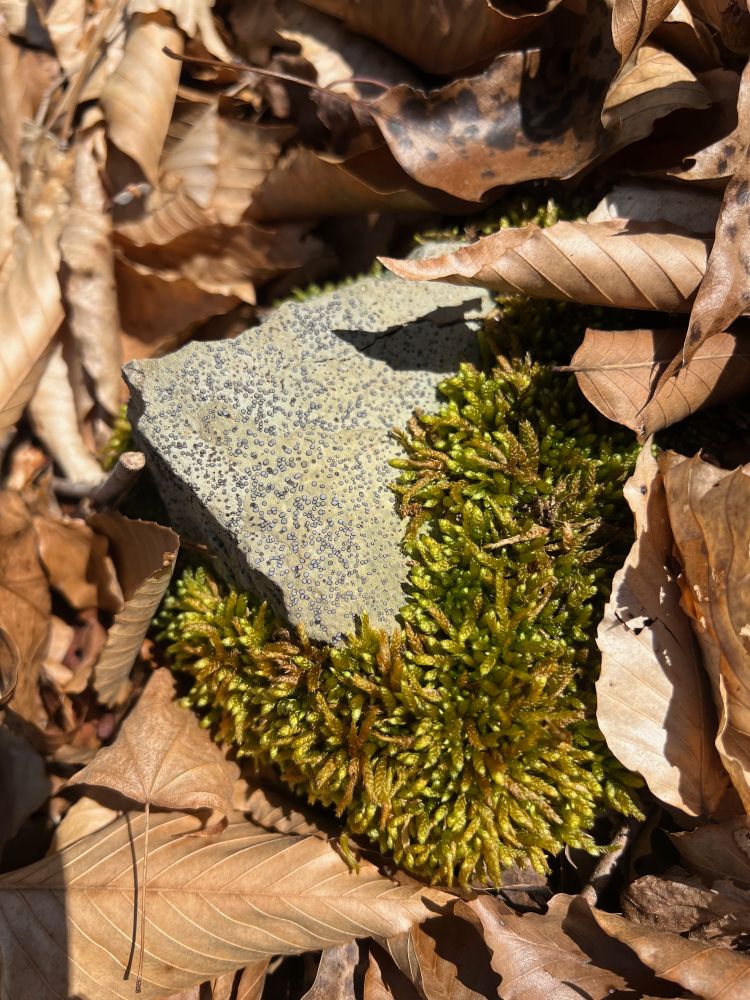 Set on a bed of brown beech leaves, there's a gray rock, half covered in a thick moss, the other half of the rock appear to be covered in a bunch of little darker gray dots. Upon closer inspection, they look like spots of lichen forming. But I am not a lichenologist so I am not sure. 