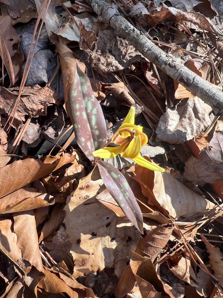 A close up of a little yellow flower emerging from a spotted green and purple pair of long, skinny leaves. It's a trout lily, Erythronium americanum. There are twigs and brown leaves in the background.