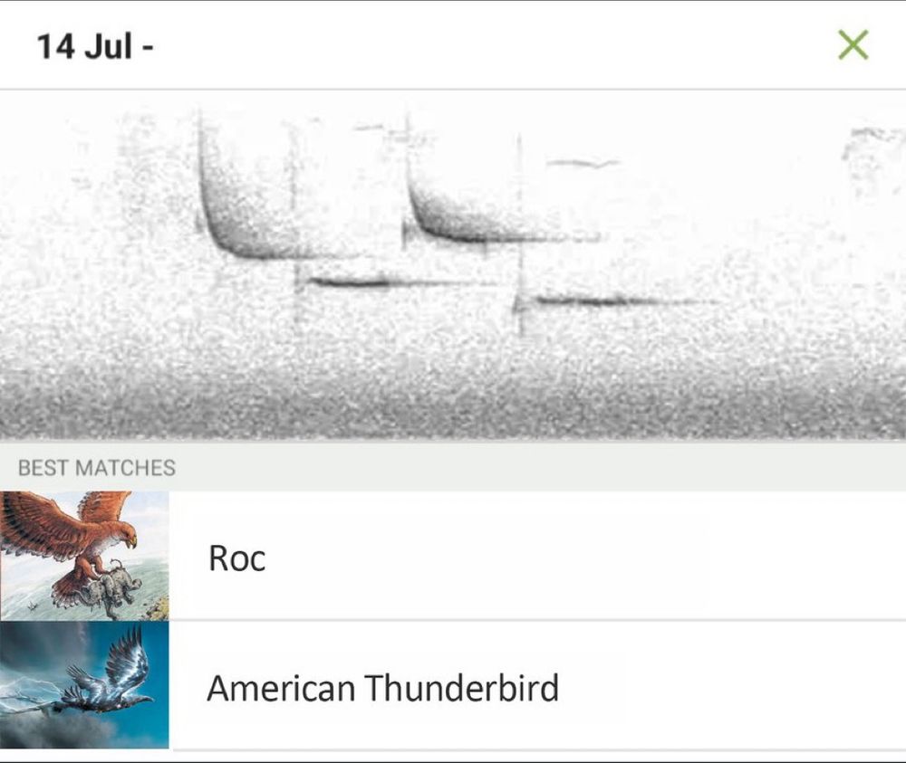 A photoshopped Merlin Bird ID screenshot showing a Roc and American Thunderbird. 